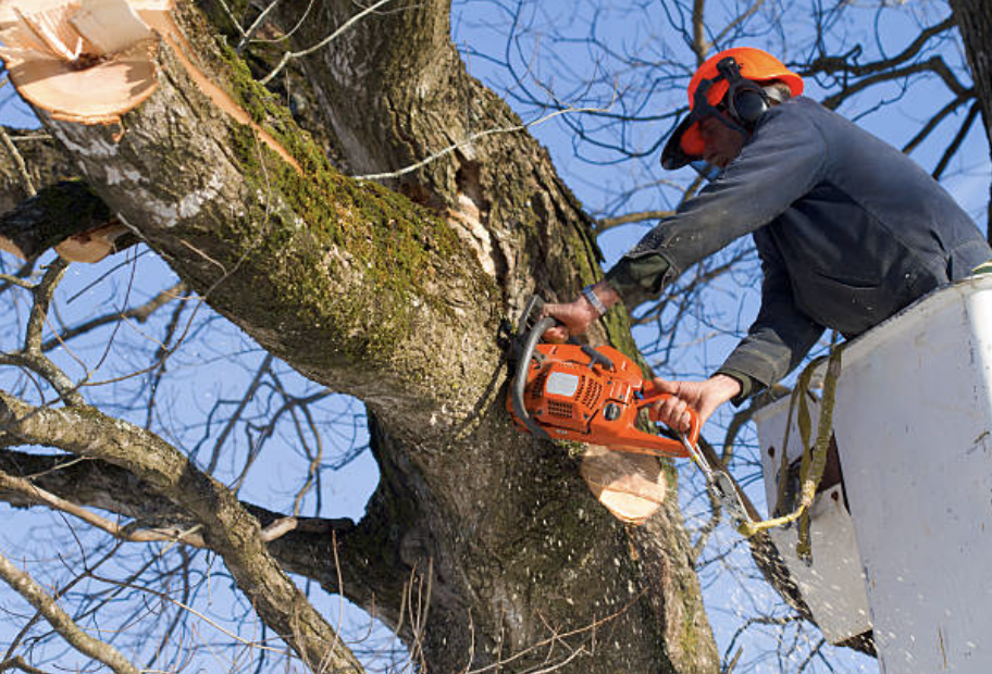 tree trimming in arkansas